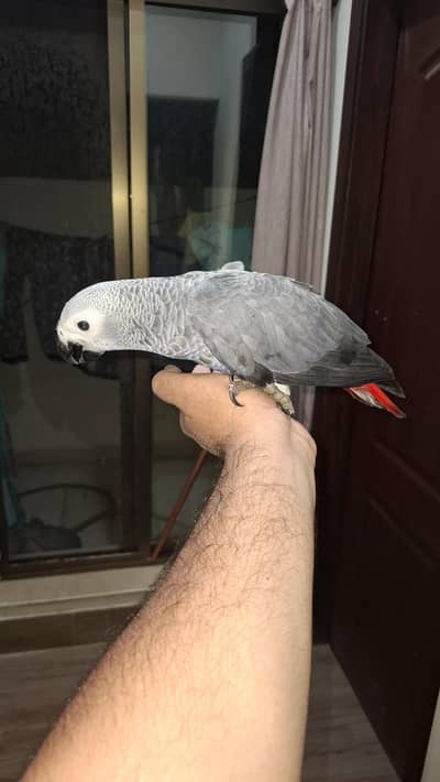 Hand-Tamed African Grey Chick (3 Months Old)