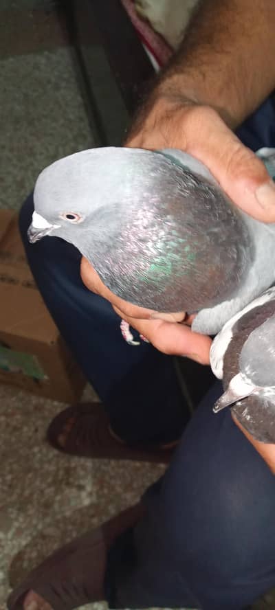teddy pigeons pair (one white pair) one black pair