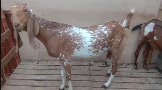 Makhi Cheeni Betal Goat For Sale