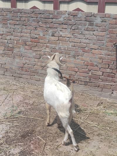 Teddy bakra jori