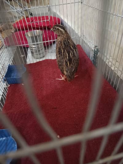 1 peice female btair for sale contact 03705497726