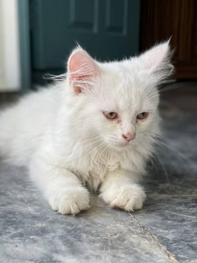 Persian Kittens (2 Months Old) - Total 5 Available