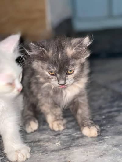 Persian Kittens (2 Months Old) - Total 5 Available