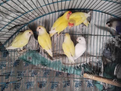 mix colour love bird