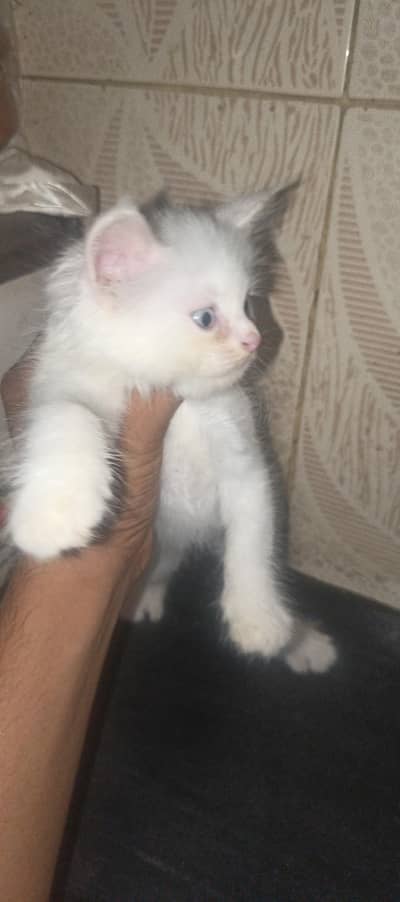Persian