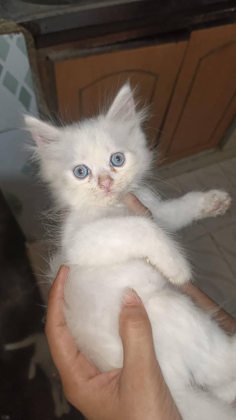 Persian 1