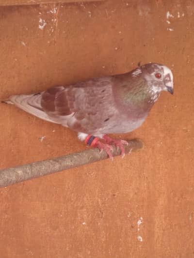 2 male or 1 femal or 1 pahta