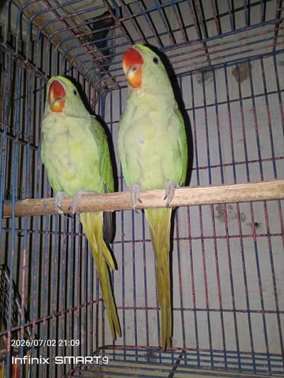 Raw Chicks for sale