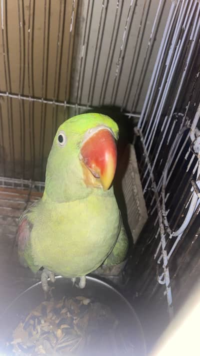 SELLING PARROT
