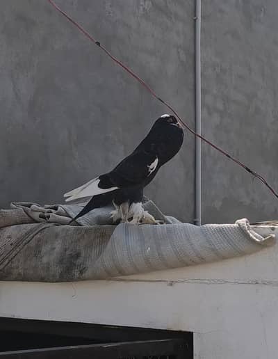 Magpie puter bloom pigeon