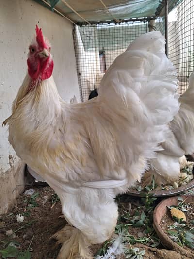cochin white Buff 2 males