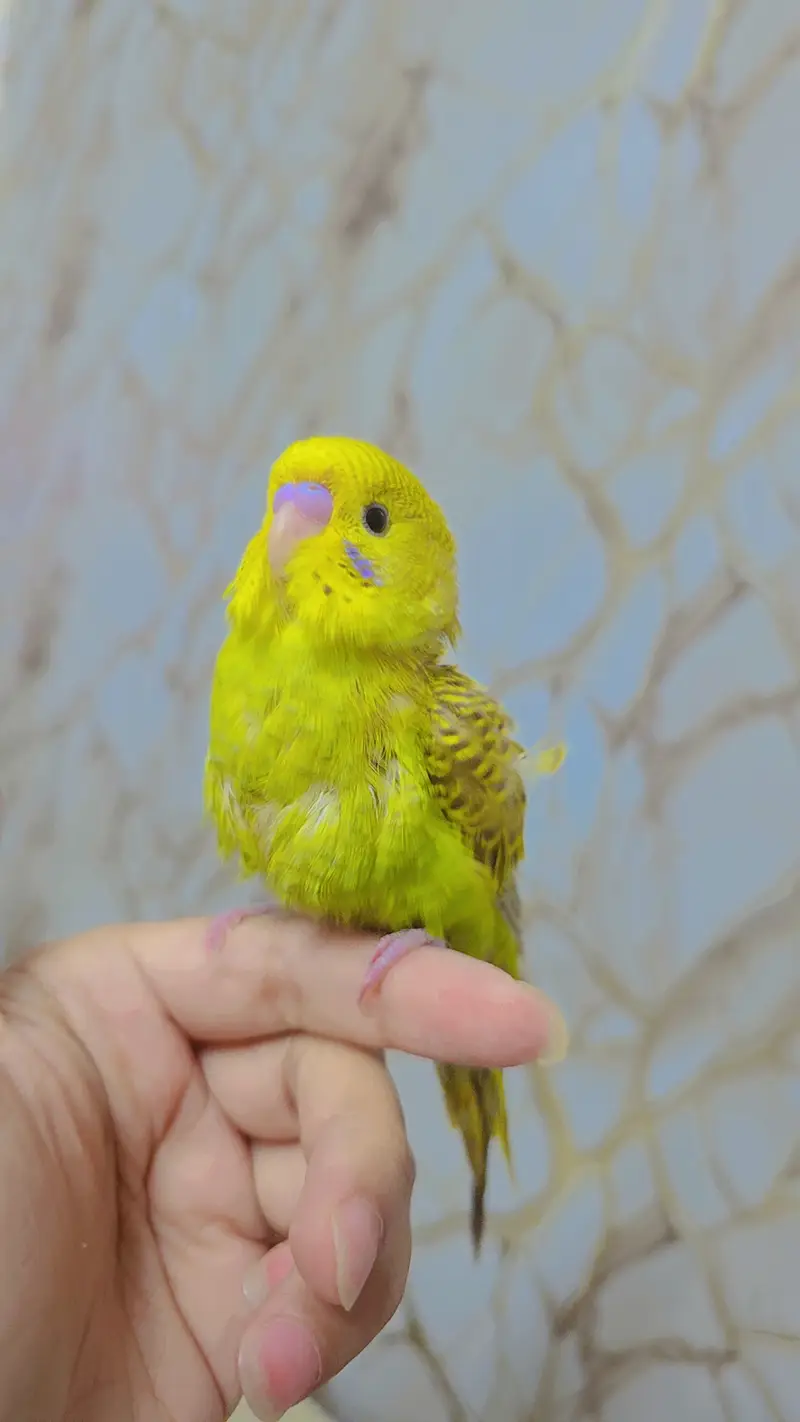 hand tamed cute auatralian parrot