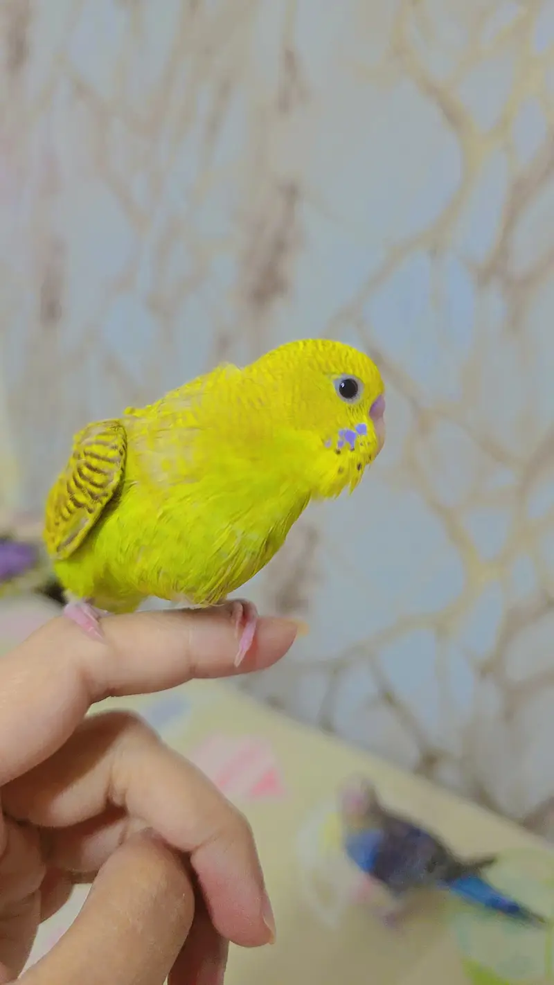 hand tamed cute auatralian parrot — photo 2