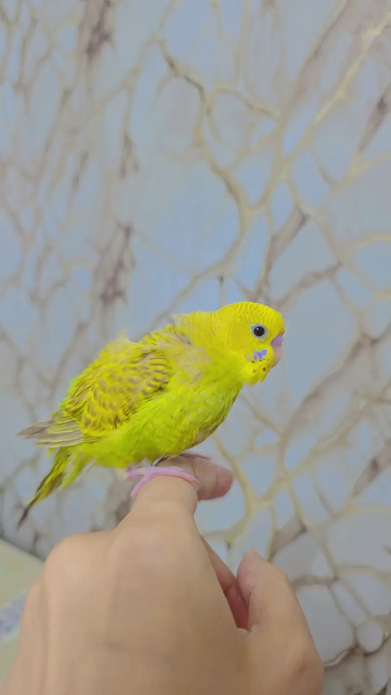 hand tamed cute auatralian parrot — photo 3