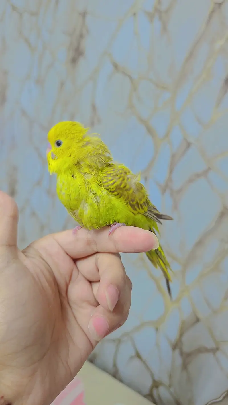 hand tamed cute auatralian parrot — photo 4