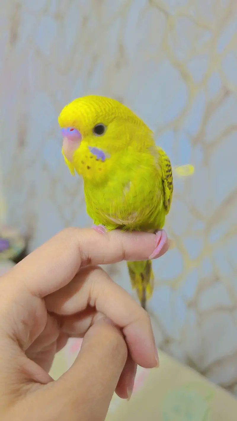 hand tamed cute auatralian parrot — photo 5
