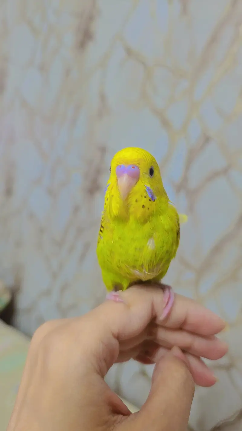 hand tamed cute auatralian parrot — photo 6