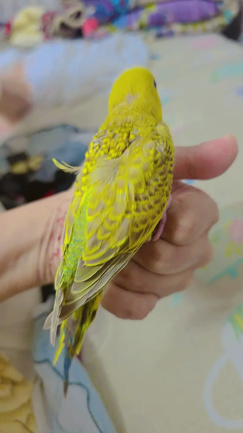 hand tamed cute auatralian parrot — photo 7