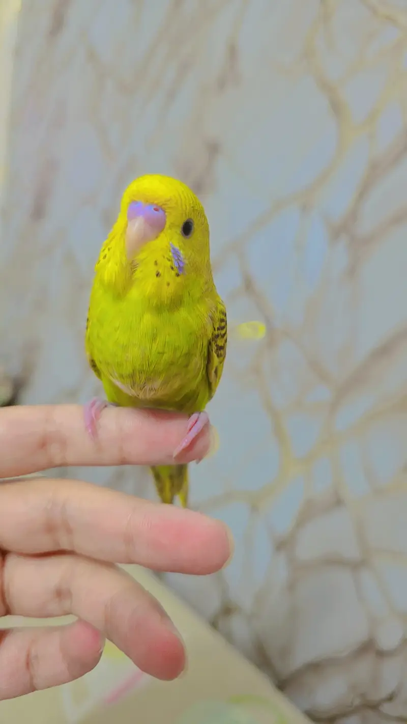 hand tamed cute auatralian parrot — photo 8