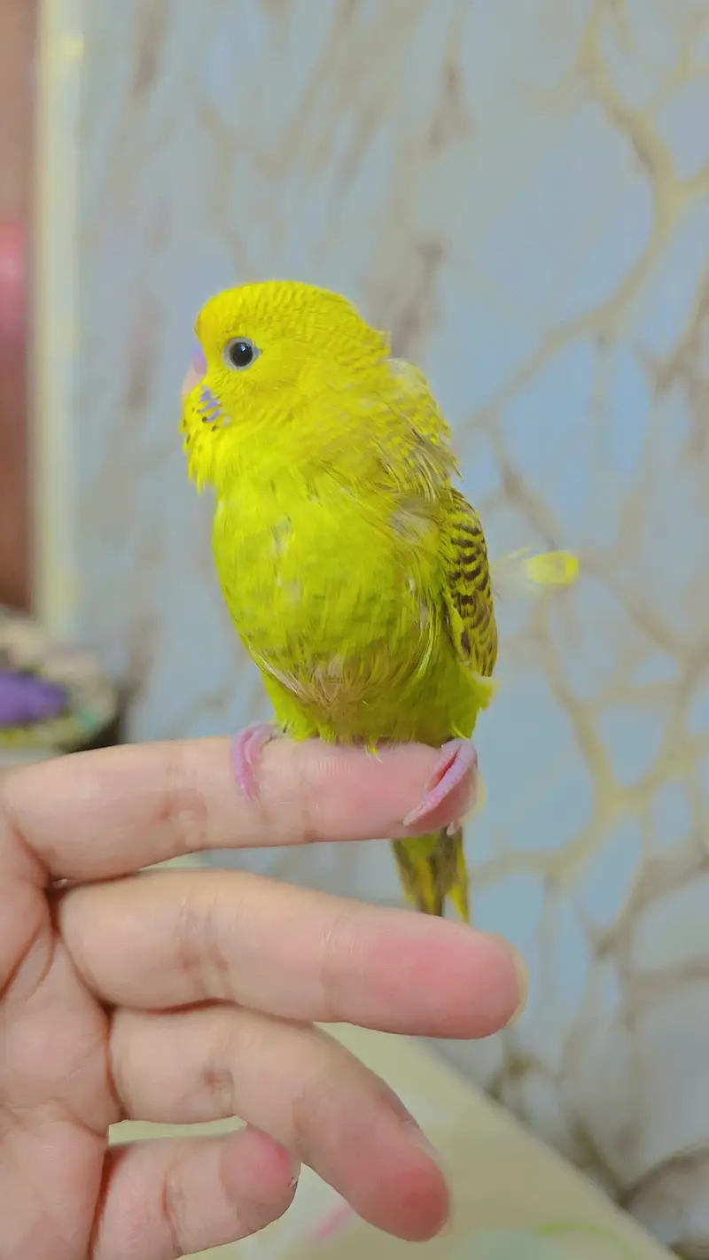hand tamed cute auatralian parrot — photo 9