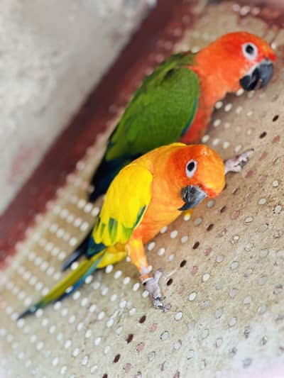 SunConure and Jandey Conure