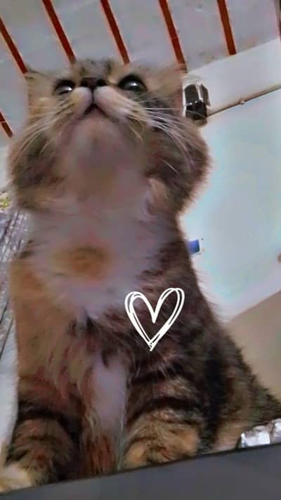Very Friendly Cat What's App Video available