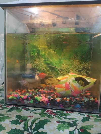 Fish Aquarium