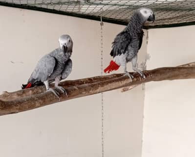 African Grey Pair for sale.