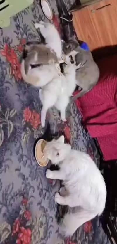 persian cat family