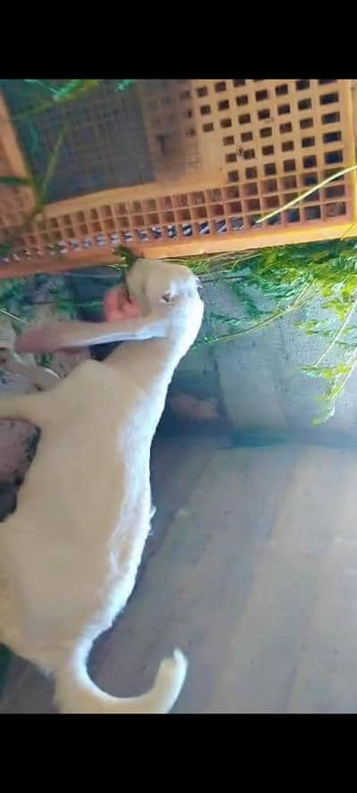 Gulabi male kid for sale