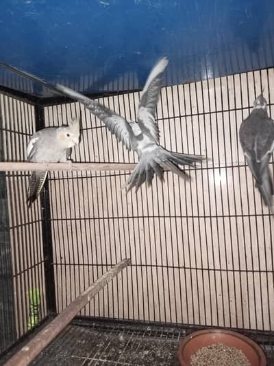 Breeder pairs