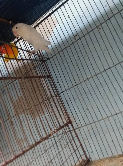 Creamino Albino pair for sale