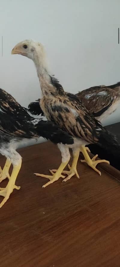 shamo chicks / parrot beak chicks