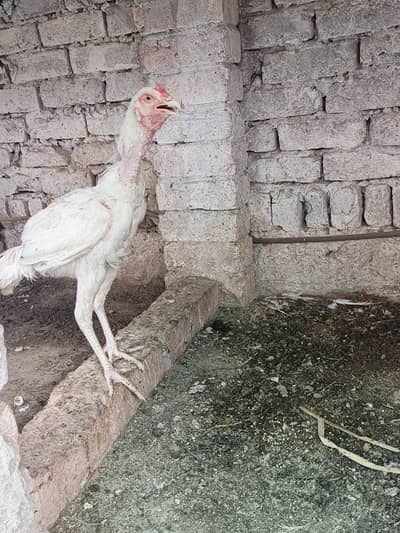 white male hen
