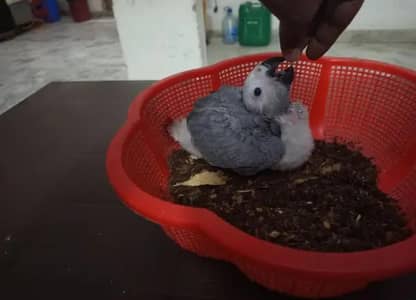 African Grey Parrot checks for sale0346%2738%809