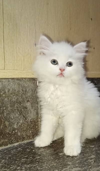 Persion due cats available