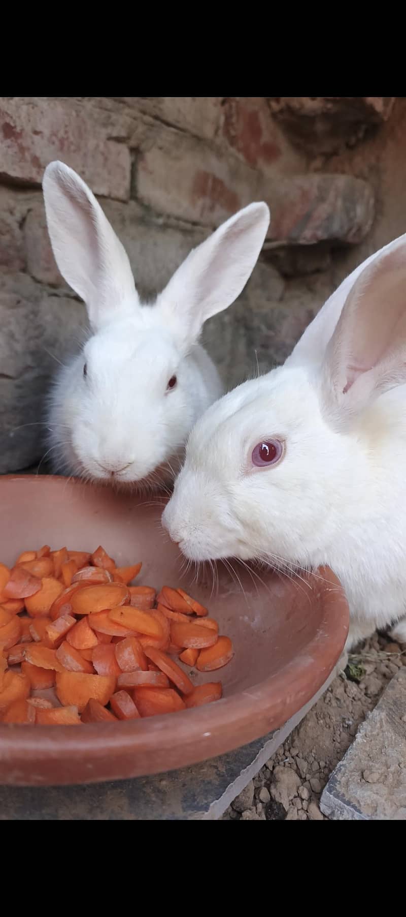 Rabit 0