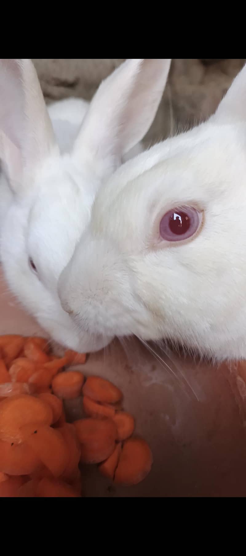 Rabit 1