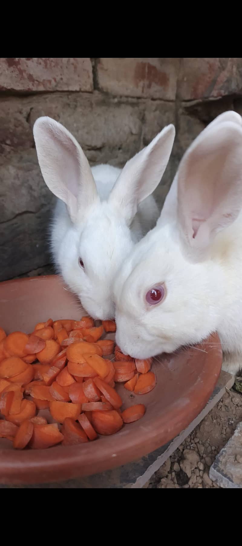 Rabit 2