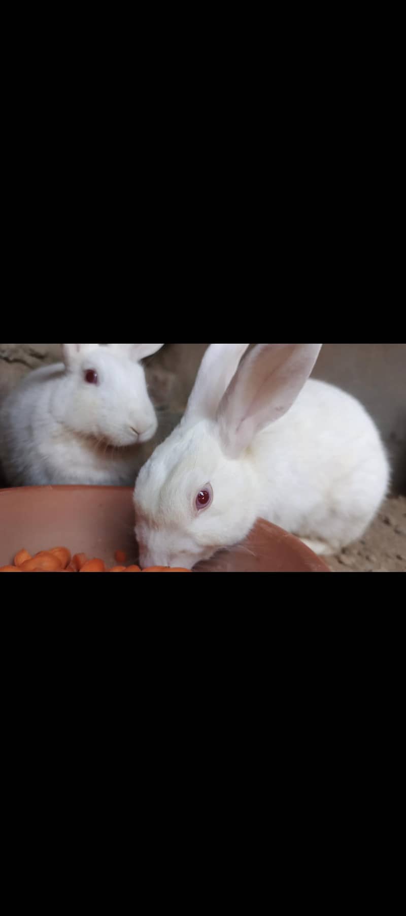 Rabit 3