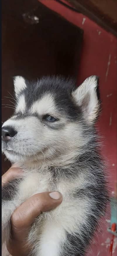 Pedigree Siberian Husky male puppy for sale