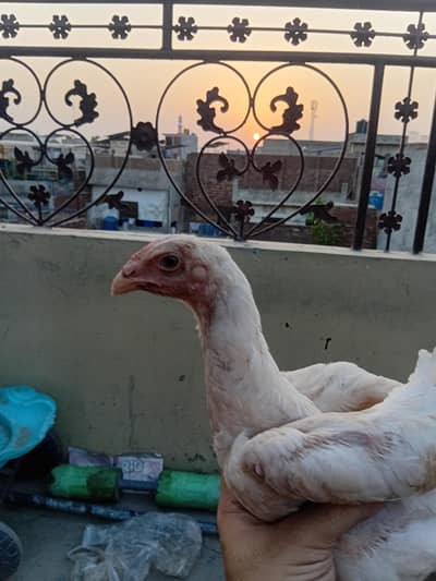 white shamo cross & black lasani aseel