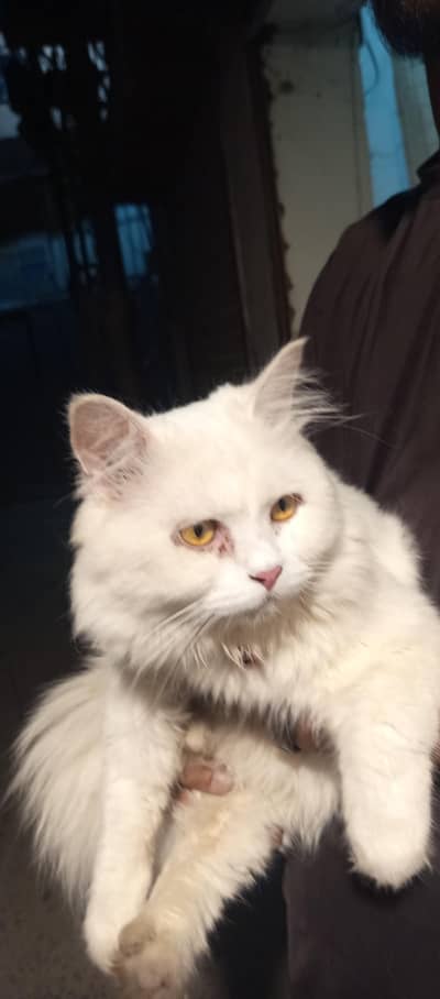 Persian Duble code Cute cat