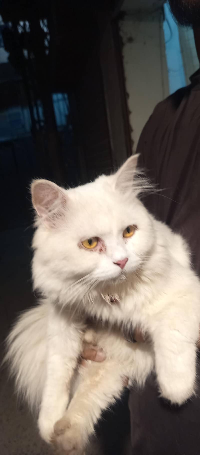 Persian Duble code Cute cat 0