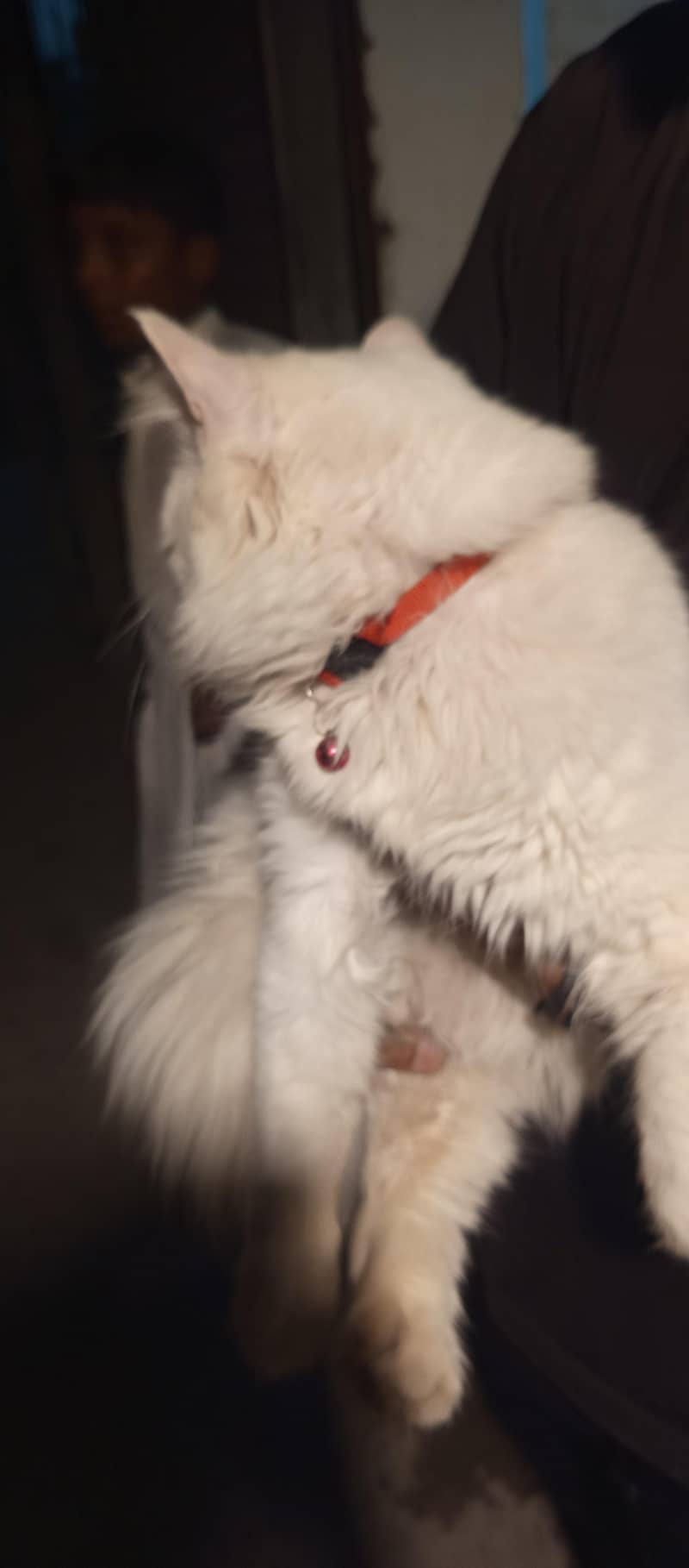 Persian Duble code Cute cat 1