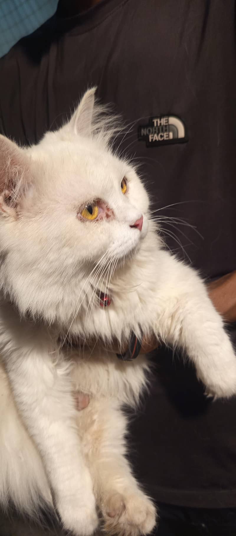 Persian Duble code Cute cat 2