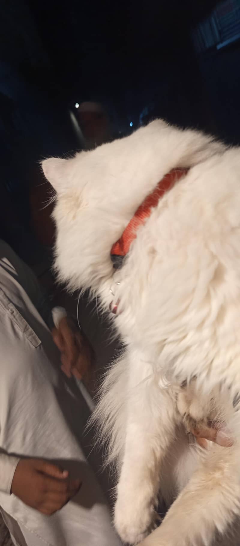 Persian Duble code Cute cat 3