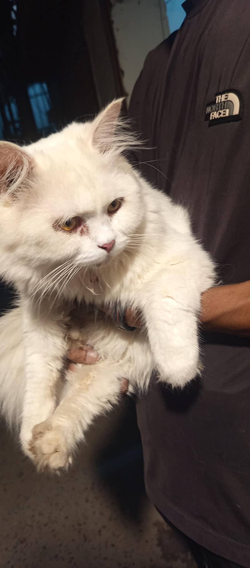 Persian Duble code Cute cat 4