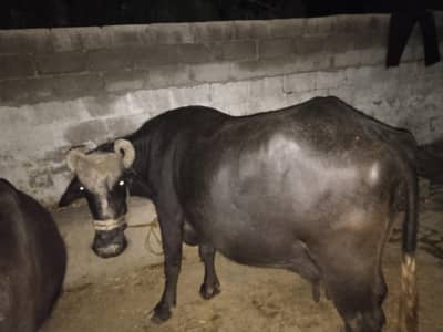 Healthy Buffalo for Sale – 12 Liters Milk Daily