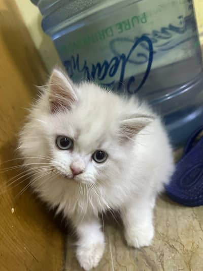 kitten
